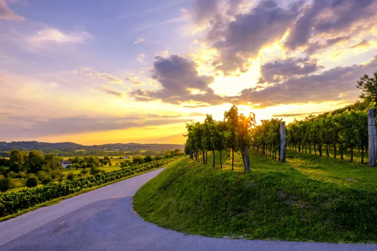 Prachtige zonsondergang in de wijngaarden van de Vipava vallei, Slovenië