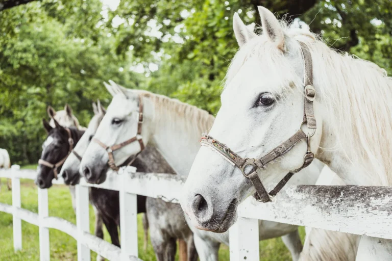 Groep mooie Lippizaner paarden met hoofdstel achter een wit hek in Lipica stoeterij.
