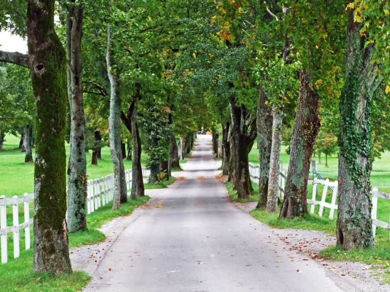Straße mit einer Allee und einem Park auf dem Gestüt Lipica - Sežana (Sezana), Slowenien